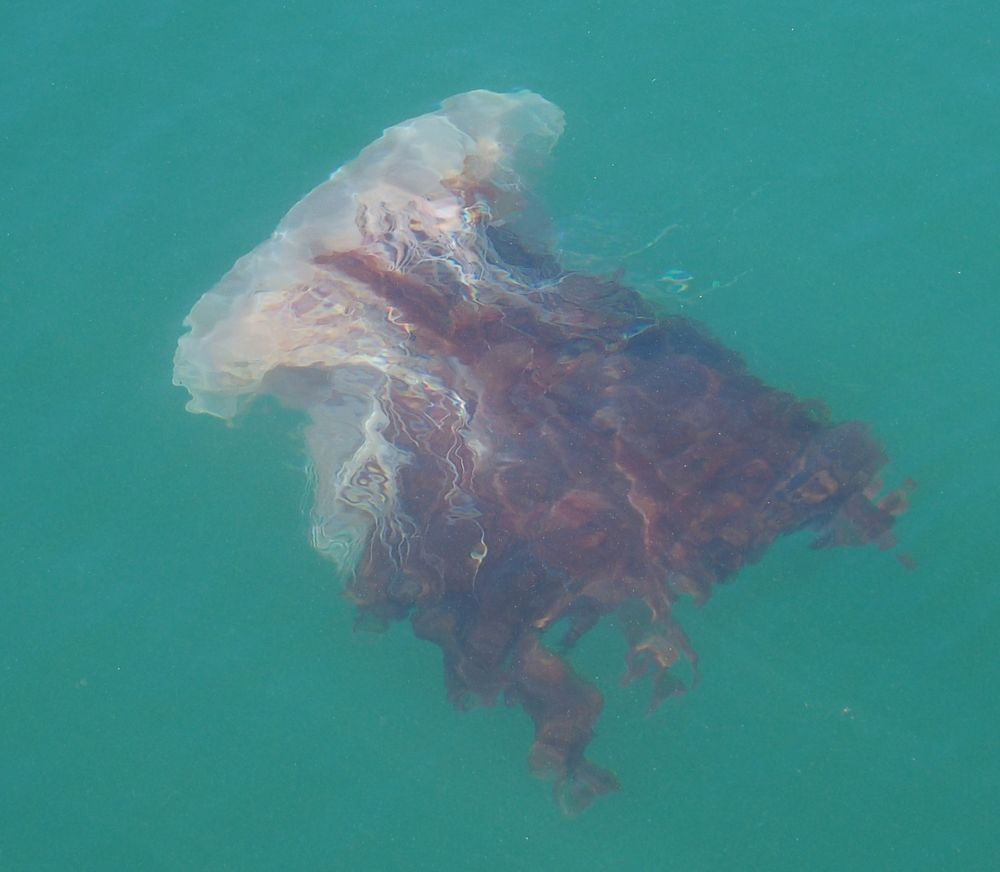 meduza
